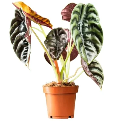 Alocasia Red Secret is one of those worthwhile Alocasias to add to your collection. Alocasia Polly thrive in medium to bright