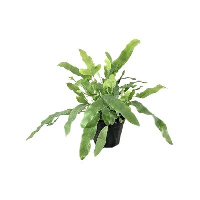 Phlebodium aureum Blue Star - Blue Star Indoor Fern | Hortology The Blue Star Fern is considered non-toxic to humans, cats and dogs