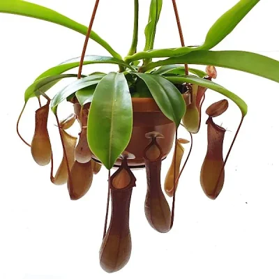 Nepenthes species are perennial herbaceous plants and frequently grow in very acidic soil, though some are epiphytes. All the species are carnivorous plants