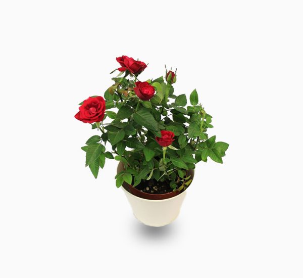Rose indoor Growing in the United Arab Emirates (UAE) can be a viable option,