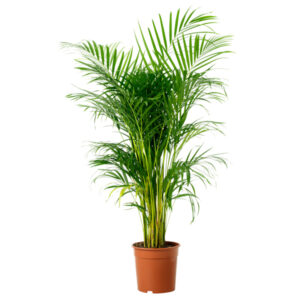 Areca Palm is one of the top air purifying plants