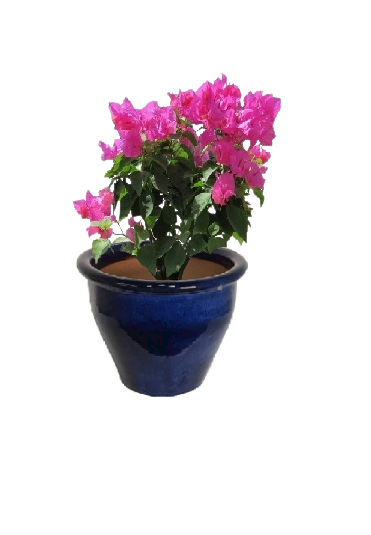 Bougainvillea Pink with pot can grow to 6 feet in one season. At least a third of the season’s growth should be cut away in early spring
