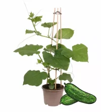 cucumber plant are ready for harvest 50 to 70 days from planting, depending on the variety. Depending on their use, harvest on the basis of size