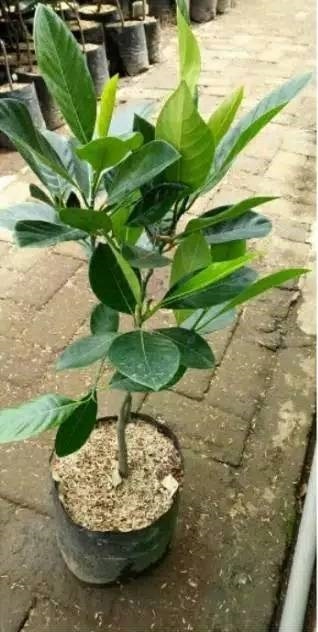 jackfruit Trees is an evergreen tree reaching 8-25 m Hight .It has a dome shaped, rarely pyramidal crown whose diameter can be up to 6 m within 5 years.