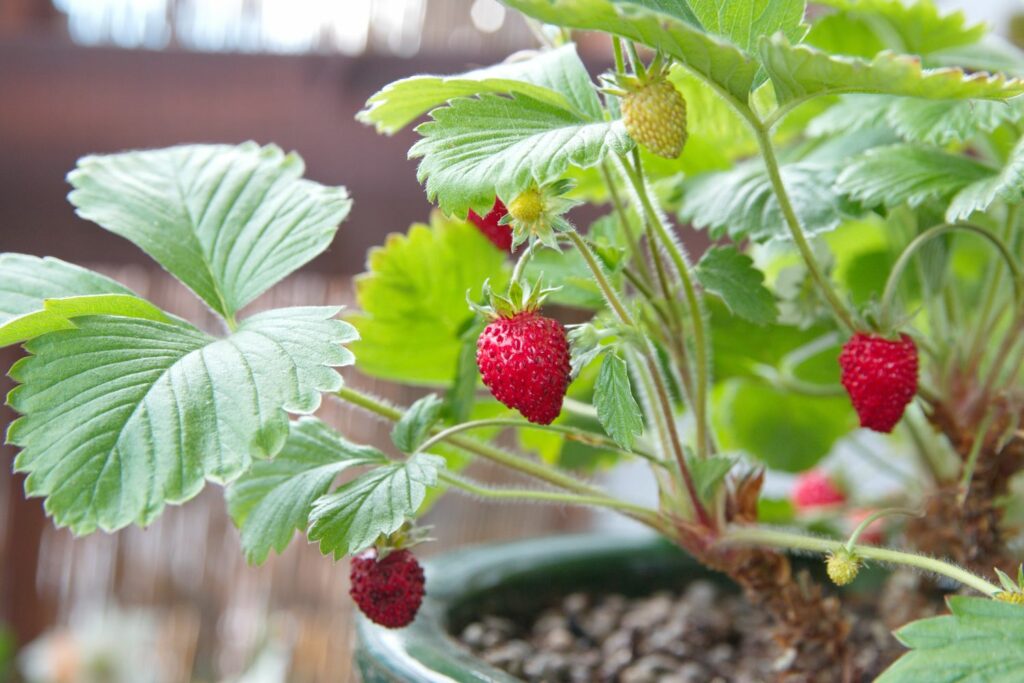 strawberry plant Plantssouq