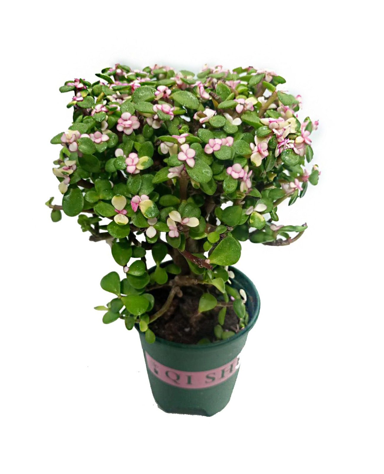 buddha's temple succulent Crassula Buddha's Temple 2" Pot