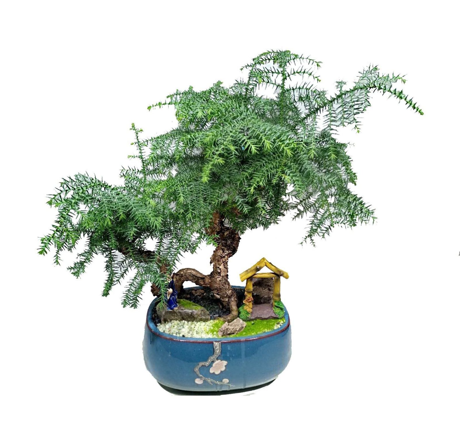 Araucaria Heterophylla-Norfolk Island pine-Bonsai - Plantssouq
