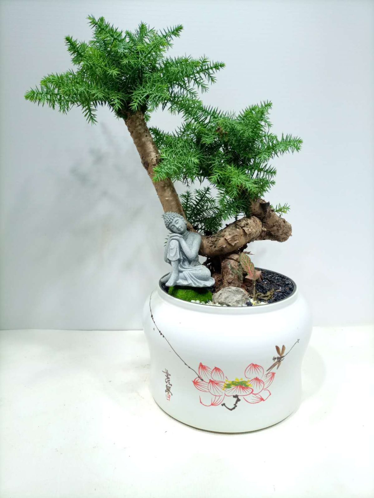 Araucaria Heterophylla-Norfolk Island pine-Bonsai - Plantssouq