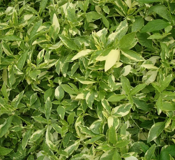 Alternanthera ficoidea ‘Gold’-