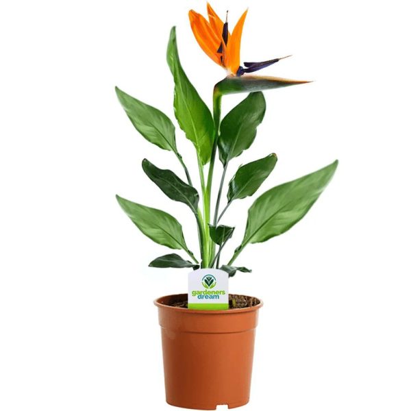 Bird Of Paradise – Strelitzia