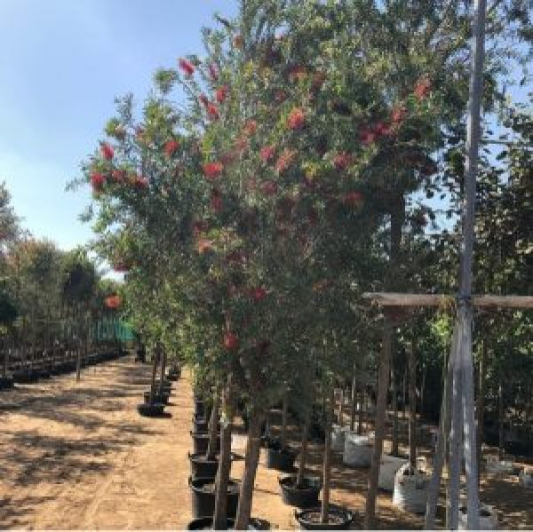 Callistemon viminalis or Bottle Brush