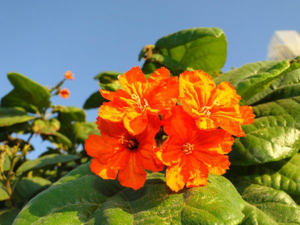 Cordia sebestena or Orange Geiger Tree
