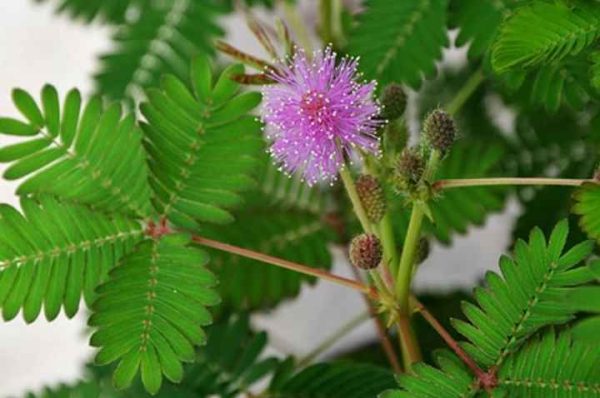 Outdoor plant -Mimosa Pudica - Touch Me Not