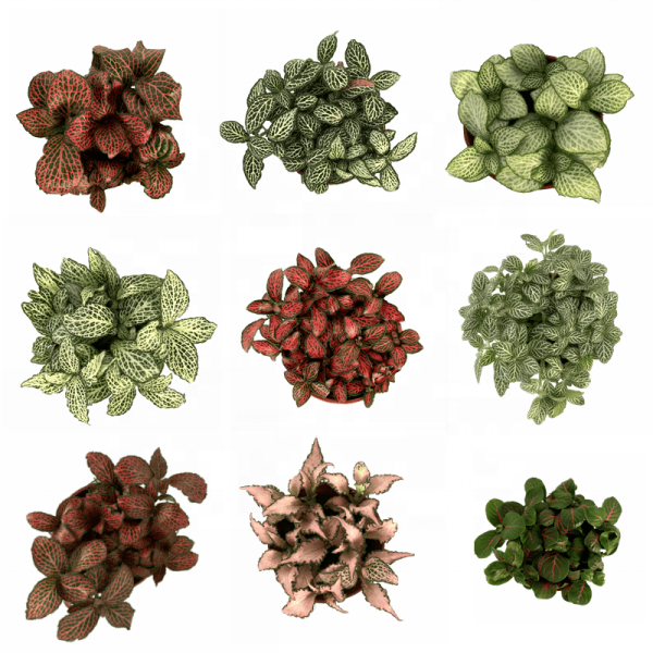 Fittonia