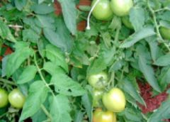 Tomato plant