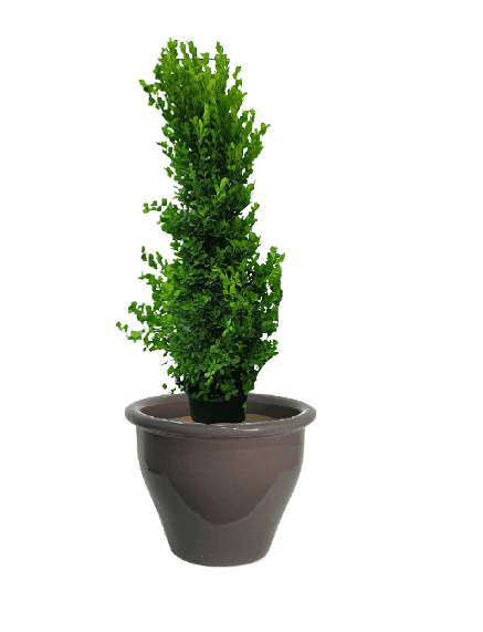 Ficus panda Cone Shape with pot (+20 Pot Option) - Image 7