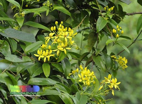 Tristellateia Australasiae (Shower of Gold)