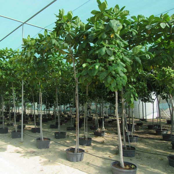 Terminalia Catappa “Indian Almond Tree”