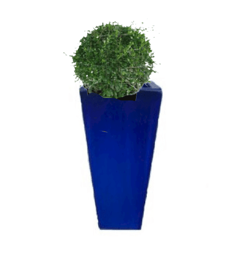 Ehretia Ball with pot (+20 Pot Option) - Image 24