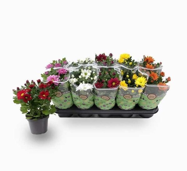 Chrysanthemum assorted