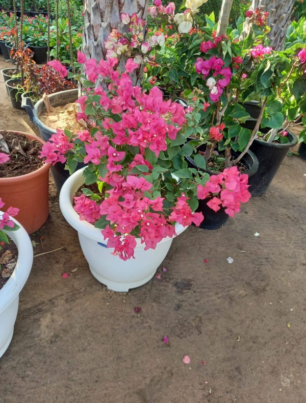 Bouganvellia with White pot 2