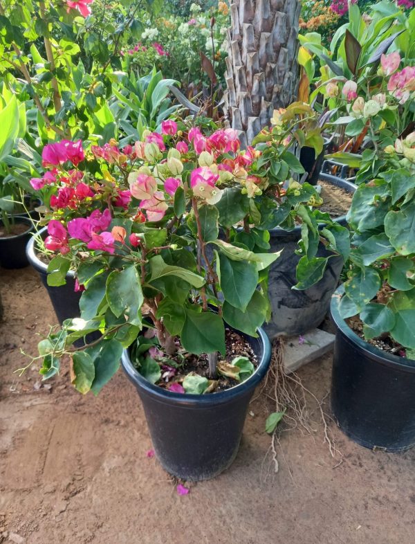 Bougainvillea Mix Colors
