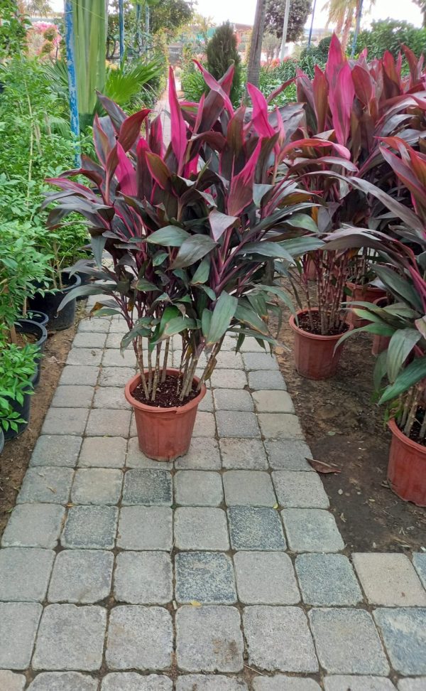cordyline plant