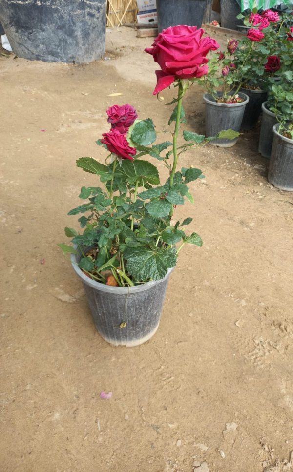 Rose red