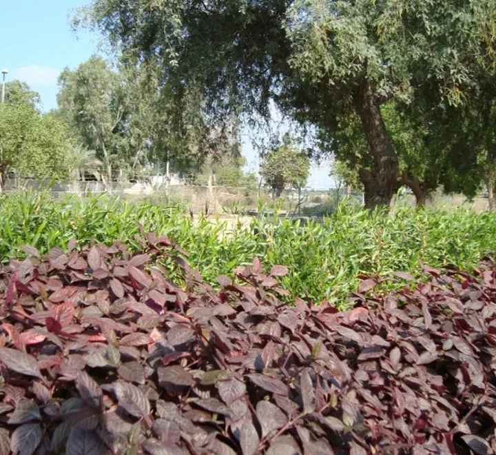 Alternanthera ‘Purple Knight’