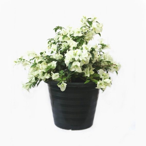 Bougainvillea white