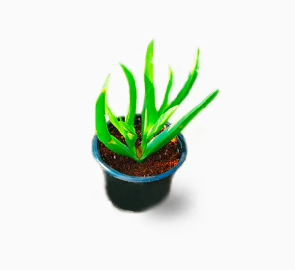 Carpobrotus edulis or Ice Plant  Healthy Outdoor Succulent Plant