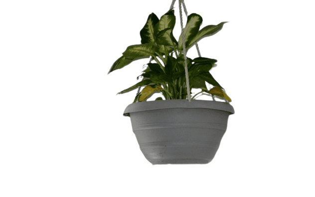 Dieffenbachia 'Camille' Hanging