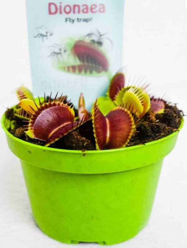 Dionaea muscipula plant