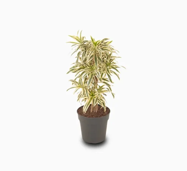 Dracaena Reflexa – Song of India