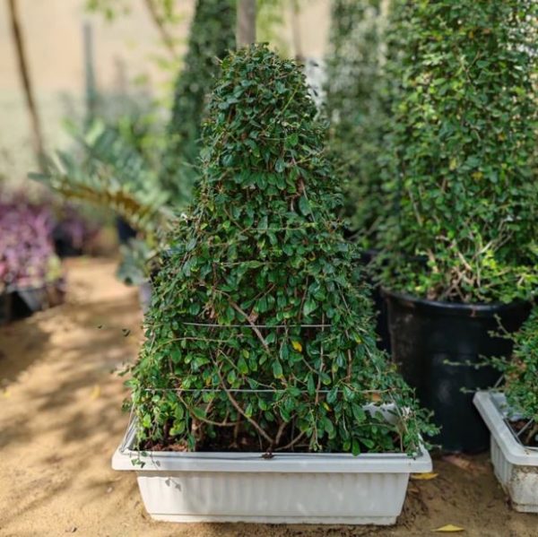 Ehretia Triangle Shape