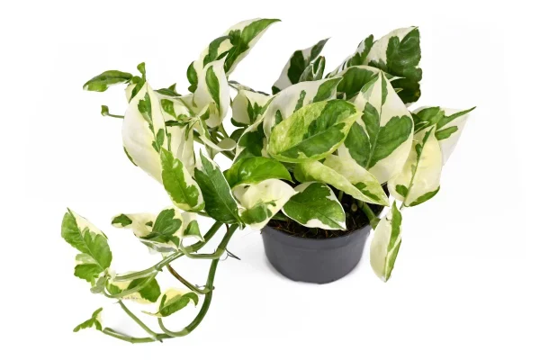 Epipremnum Aureum ‘Pothos n’JOY