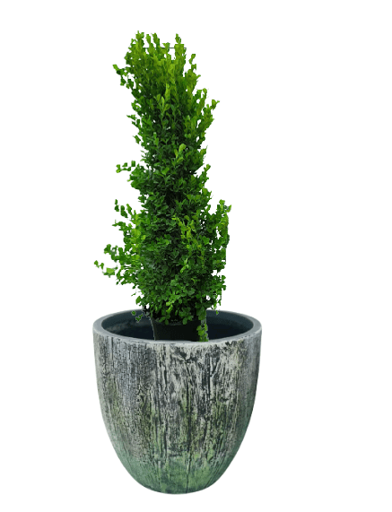 Ficus panda Cone Shape with pot (+20 Pot Option) - Image 5