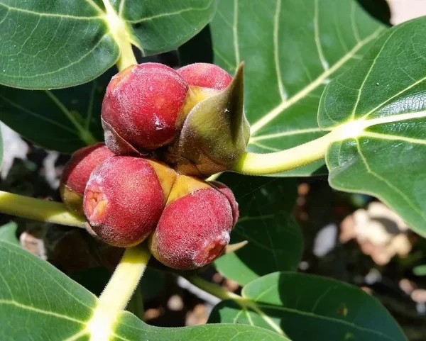 Ficus Benghalensis “Banyan Fig”
