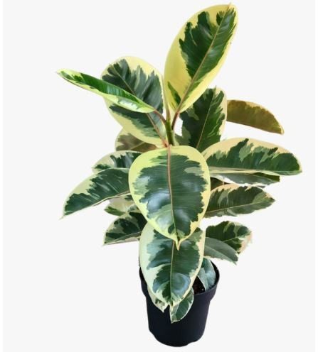 Ficus Elastica Verigated or Rubber Plant