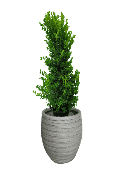 Ficus panda Cone Shape with pot (+20 Pot Option)