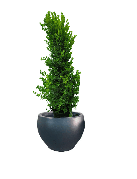 Ficus panda Cone Shape with pot (+20 Pot Option) - Image 8