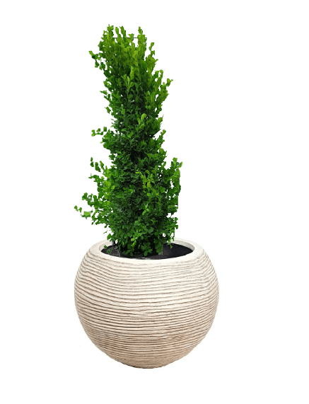 Ficus panda Cone Shape with pot (+20 Pot Option) - Image 3