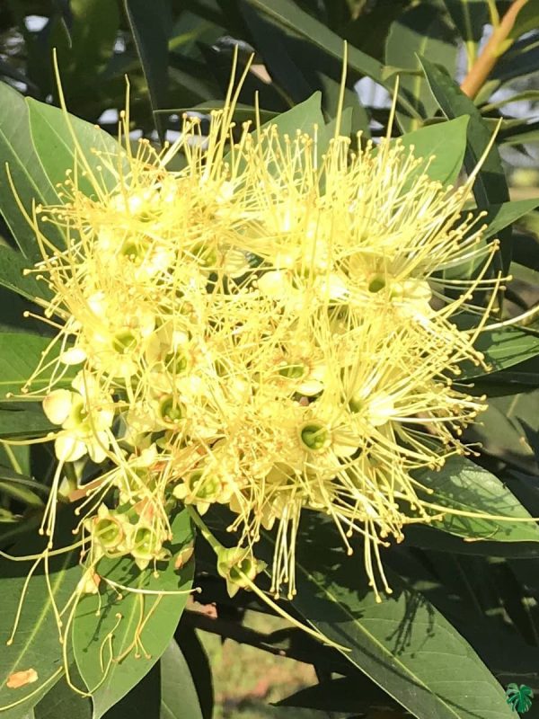 Golden Penda First love “Xanthostemon chrysanthus”