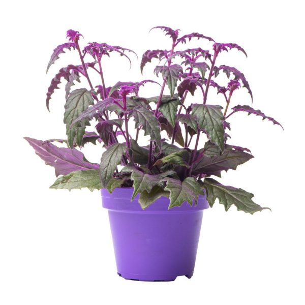 Gynura Aurantica Indoor Plant