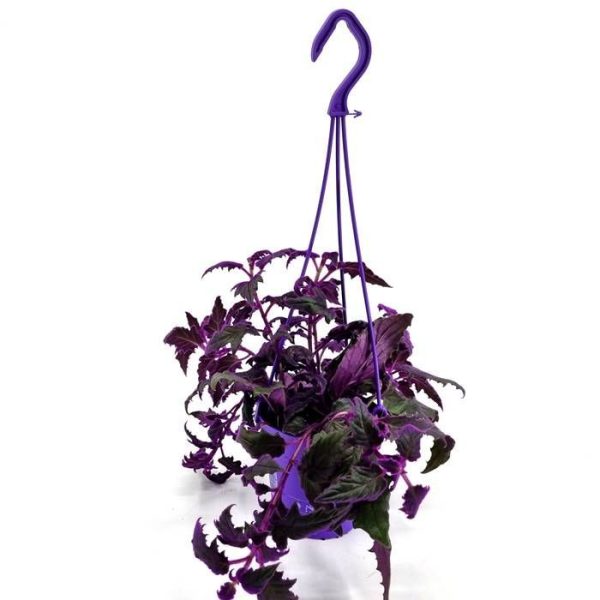 Gynura purple passion Hanging