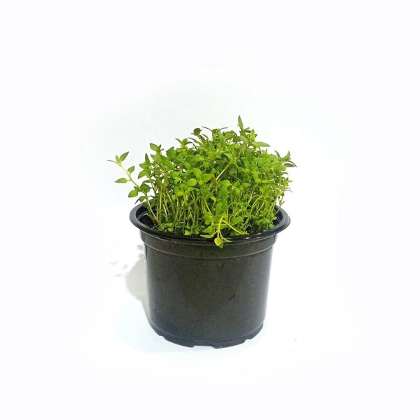 Thyme plant