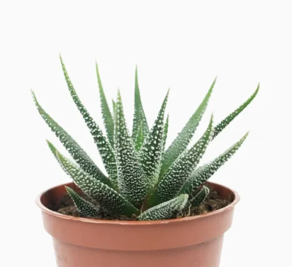 Haworthia fasciata or Zebra Cactus