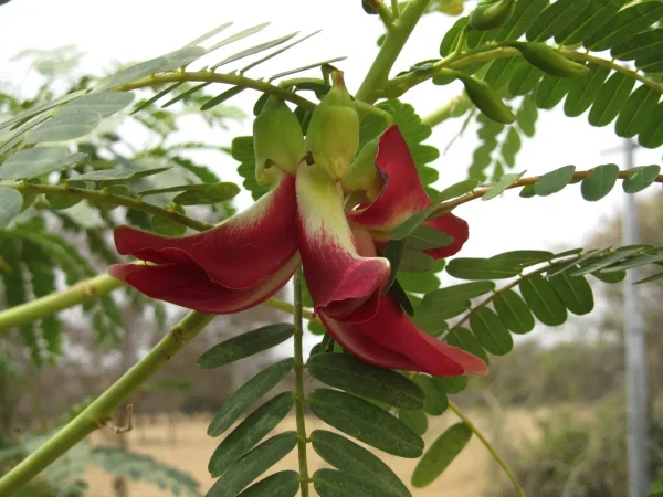 Hummingbird tree (Sesbania grandiflora)