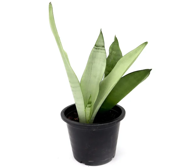 Snake Plant “Moon Shine”