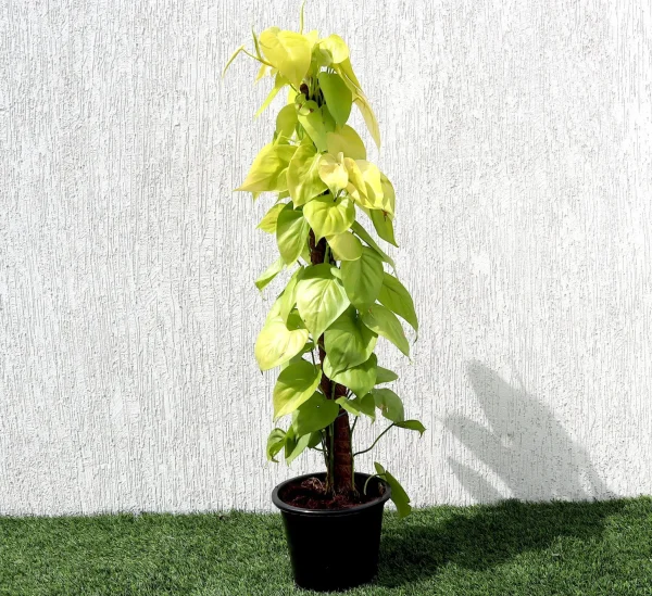 Scindapsus Golden “Golden Money Plant